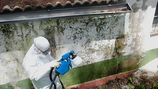Trusted Black Mold Removal service in Lakeside, TX - Cheap Mold Removal